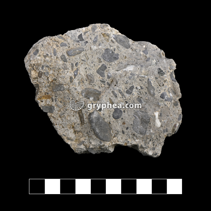 Brêche - échantillon - gryphea.org